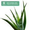 Aloe Brightening Skin Cream with 80% Pure Aloe – Hydrate & Brighten Skin Tone