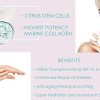 Collagen Cream - Anti-Aging Face Moisturizer for Women