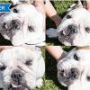 Squishface Wrinkle Paste - Cleans Wrinkles